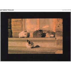 AKYP8-0735-CHAT - QUATRE CHATS