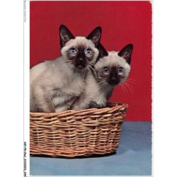 AKYP8-0722-CHAT - DEUX CHATONS DANS UN PANIER