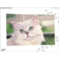 AKYP8-0765-CHAT - CHATON BLANC