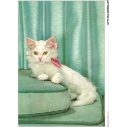 AKYP8-0747-CHAT - CHATON BLANC
