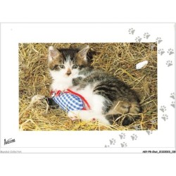 AKYP8-0759-CHAT - CHATON