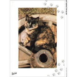 AKYP8-0772-CHAT - CHAT