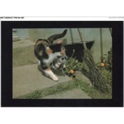 AKYP8-0748-CHAT - CHAT ET CHATON