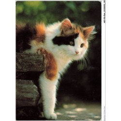 AKYP8-0755-CHAT - UN CHAT