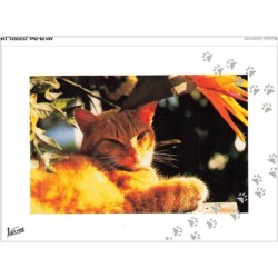AKYP8-0767-CHAT - CHAT ROUX