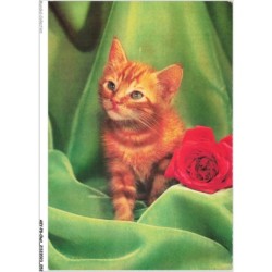 AKYP8-0726-CHAT - LE CHAT A LA ROSE