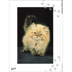 AKYP8-0769-CHAT - CHATON