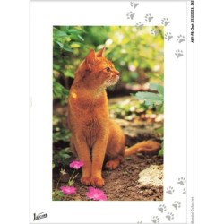 AKYP8-0771-CHAT - CHAT ROUX