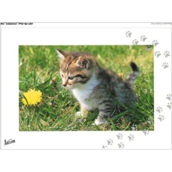 AKYP8-0773-CHAT - CHATON ET FLEURS