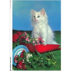 AKYP8-0719-CHAT - CHATON ET FLEURS