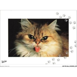 AKYP8-0761-CHAT - CHAT LA LANGUE DEHORS