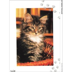 AKYP8-0768-CHAT - CHAT DANS UN PANIER