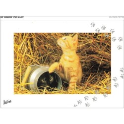 AKYP8-0763-CHAT - DEUX CHATS UN DANS UN SAUT