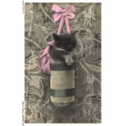 ASBP1-0061-ANIMAUX - CHAT