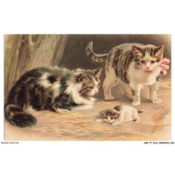 AQFP7-0462-CHAT - chats et chaton