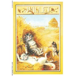 ASBP1-0012-ANIMAUX - CHATS FONT LA SIESTE