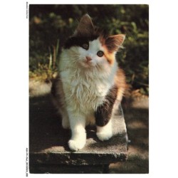 ASHP4-0204-CHAT - UN CHAT MULTICOLORE ASSIS UNE PATTE EN AVANT