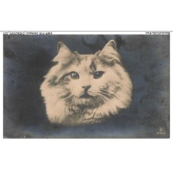 AWPP14-0824-ANIMAUX - Chat