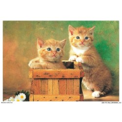 ASHP3-0194-CHAT - DEUX CHATONS - L'UN DANS UNE CAGE EN BOIS ET L'AUTRE PRES DE LA CAGE - FLEURS BLANC