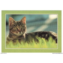 ASHP4-0206-CHAT - CHAT COUCHE DANS UN BUISSON