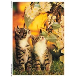 ASHP3-0190-CHAT - DEUX CHATS REGARDANT AU DESSUS D'UNE PLANTE ET FLEURS