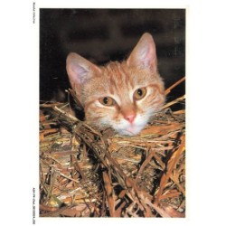 ASHP4-0215-CHAT - CHAT LA TETE SUR UN BUISSON