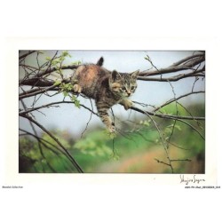 ASHP4-0207-CHAT - CHATON SUR LA BRANCHE D'UN ARBRE