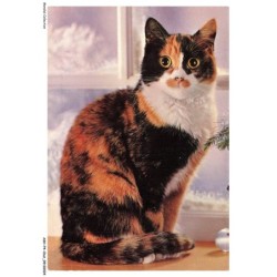 ASHP4-0200-CHAT - UN CHAT MULTICOLORE ASSIS
