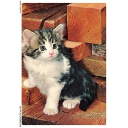 ASHP4-0223-CHAT - CHATON SUR DU BOIS ROUGE