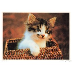 ASHP4-0201-CHAT - UN CHATON DANS UN PANIER