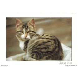 ASHP4-0232-CHAT - CHAT QUI EST COUCHER VU DE DOS