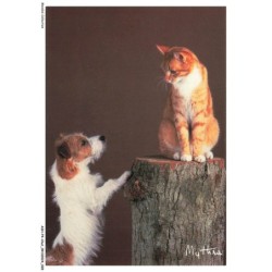ASHP4-0214-CHAT - CHAT SUR LE TRONC D'UN ARBRE ET UN CHIEN