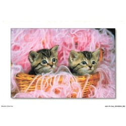 ASHP4-0225-CHAT - DEUX CHATONS DANS UN PANIER DE FIL DE LAINE