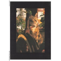 ASHP4-0213-CHAT - CHAT AVEC UNE CLOCHETTE AU COU