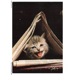 ASHP4-0220-CHAT - GENTILS CHATONS SOUS UN JOURNAL