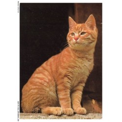 ASHP3-0198-CHAT - UN CHAT GRIS ASSIS