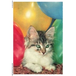 ASHP4-0226-CHAT - CHATON ENTRE LES BALLONS