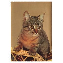 ASHP4-0218-CHAT - CHATON ASSIS