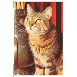 ASHP4-0217-CHAT - CHAT EUROPEEN ASSIS
