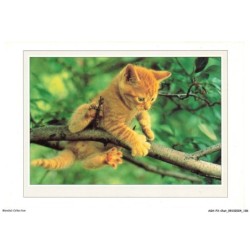 ASHP3-0191-CHAT - CHATON SUR UNE BRANCHE