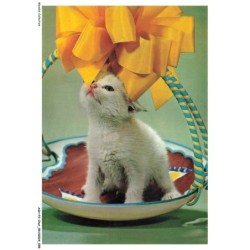 ASHP3-0187-CHAT - CHATON BLANC DANS UN POT DECORE