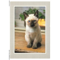 ASHP4-0205-CHAT - UN CHATON ASSIS SUR UNE TABLE