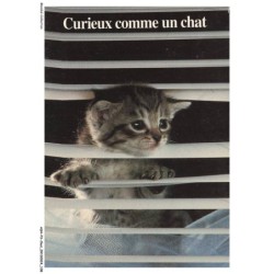 ASHP3-0192-CHAT - PETIT FELIN - CURIEUX COMME UN CHAT