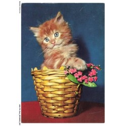 ASHP4-0211-CHAT - CHATON DANS UN PANIER DE FLEUR
