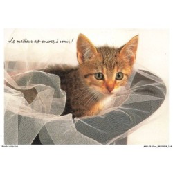 ASHP3-0195-CHAT - CHATONS DANS UN CHAPEAU - LE MEILLEUR EST ENCORE A VENIR