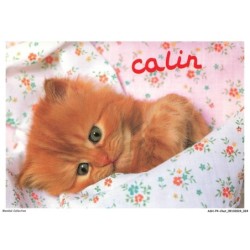 ASHP4-0212-CHAT - CHATON - CALIN