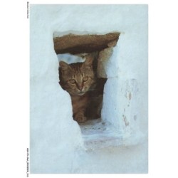 ASHP3-0196-CHAT - UN CHAT DANS UN TROU