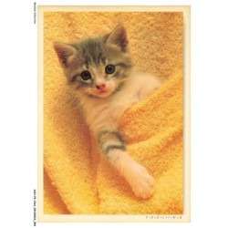 ASHP4-0227-CHAT - GENTIL CHATON COUCHE ET COUVERT