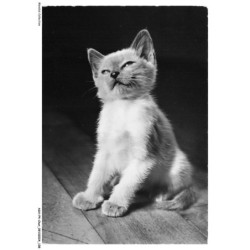 ASHP4-0254-CHAT - SIAMESENKATZE - CHAT SIAMOIS