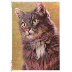 ASHP4-0231-CHAT - PORTRAIT D'UN CHAT